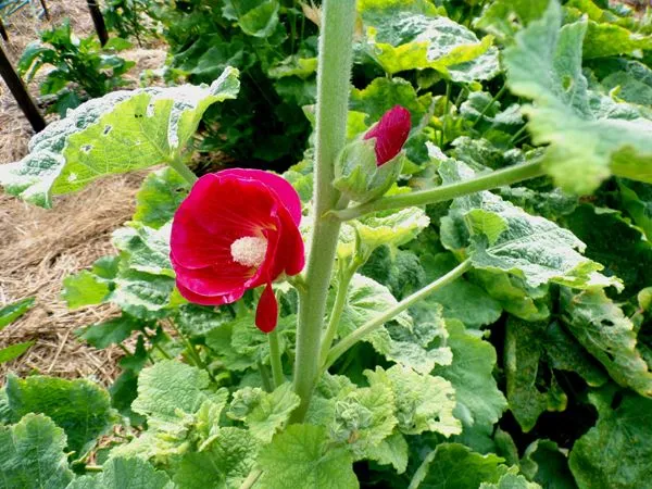 Big garden - red hollyhock crop July 2024.jpg