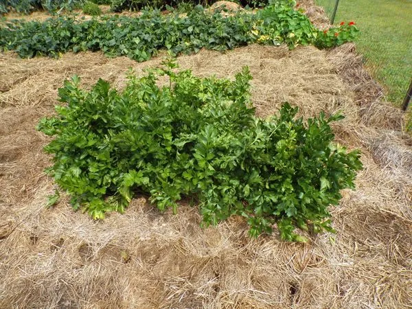 Big garden - celery north crop August 2022.jpg