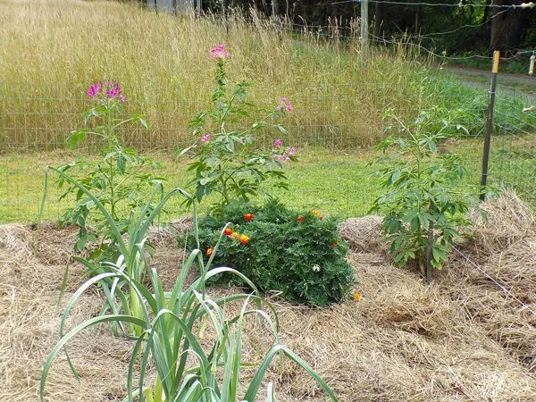 Big garden - cleome crop August 2022.jpg