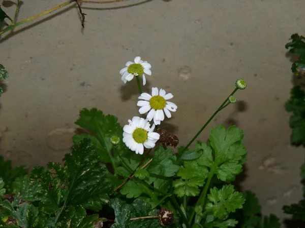 New North - feverfew crop Oct. 2023.jpg