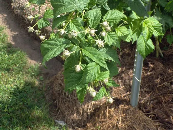 Anne raspberries - 2nd batch crop August 2021.jpg