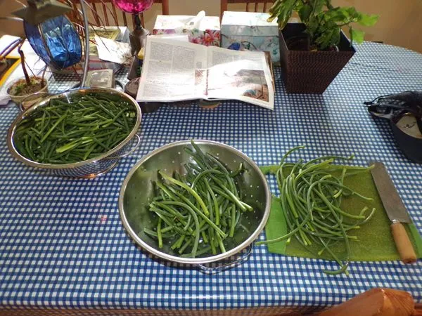 Garlic scapes - processing crop June 2023.jpg