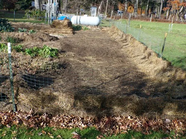 Big garden - garlic area ready to plant2 crop Nov. 2023.jpg