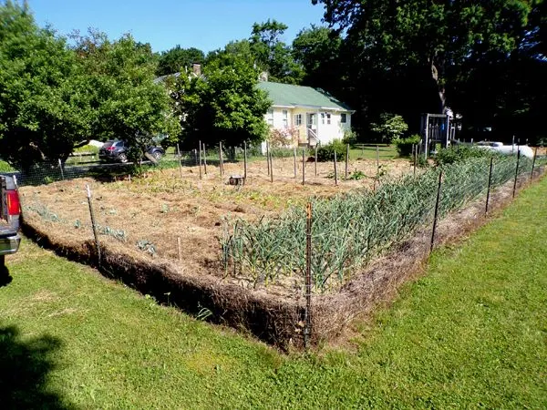 Big garden - finished crop June 2024.jpg