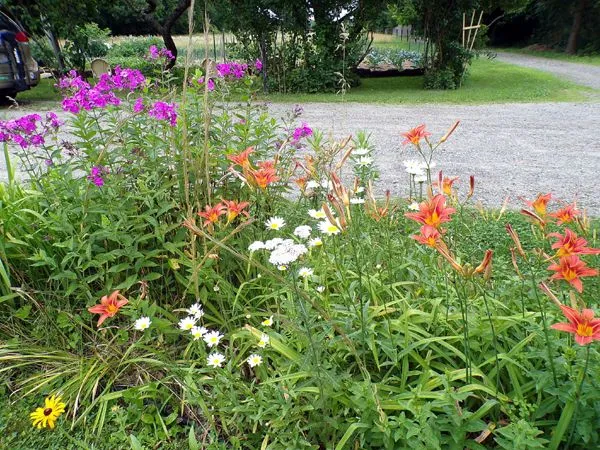 Fouth Fence - phlox, daisies, daylilies crop June 2024.jpg