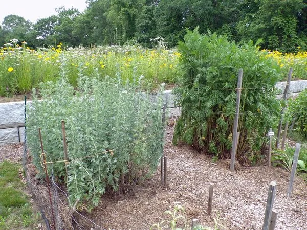 New Herb - Row 1, wormwood crop June 2021.jpg