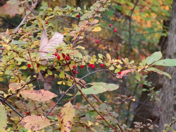 Book Mill - berries by table crop Oct. 2022.jpg