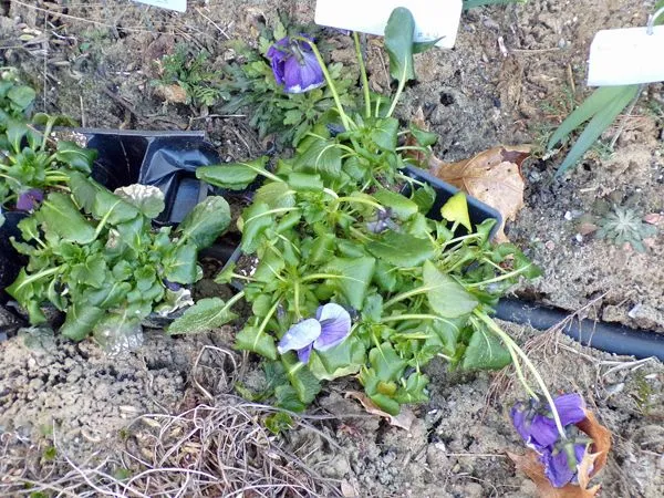 Pansies in the cold crop March 2022.jpg