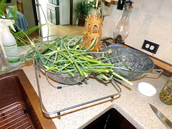Garlic scapes - too big crop June 2023.jpg