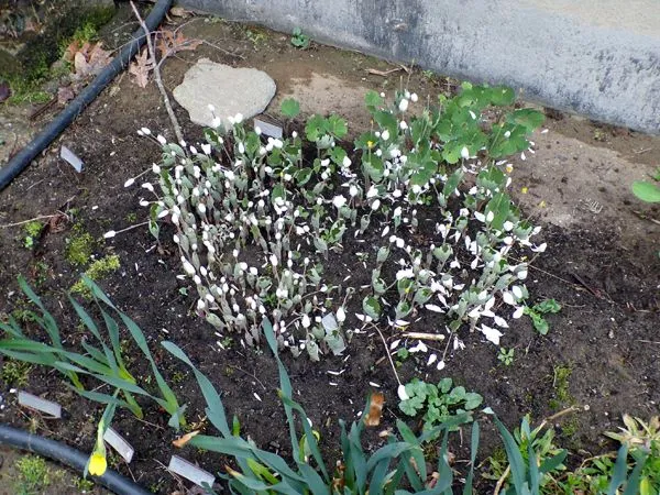 Old North - lots of bloodroot crop April 2023.jpg