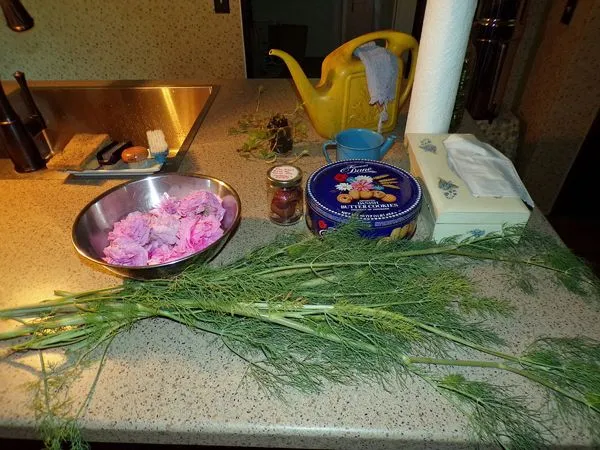 Damascus roses and dill for dehydrator crop June 2021.jpg