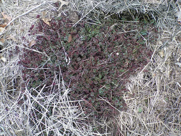 Big garden - sedum crop March 2021.jpg