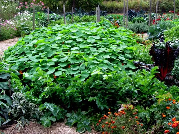 Big garden - nasturtiums crop Oct 2024.jpg