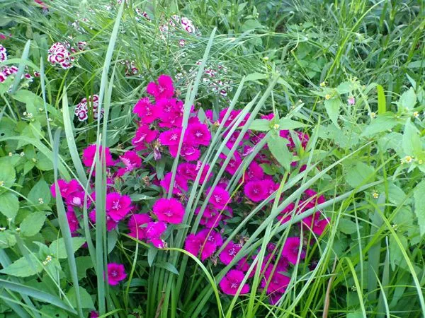 East of Steps - dianthus crop June 2024.jpg