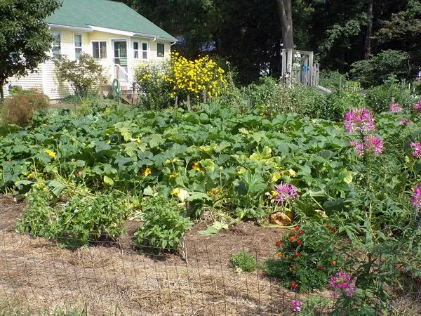 Big garden crop August 2021.jpg