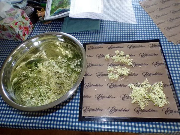 Elderflower - dehydrating crop June 2024.jpg