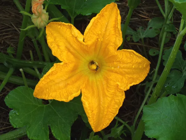 Small garden - 1st melon flower with bees crop July 2024.jpg