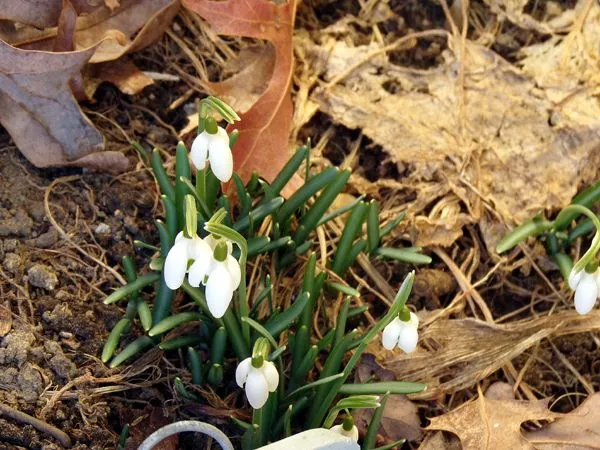 New West - snowdrops2 crop Feb. 2024.jpg