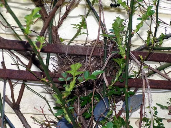 East Shed - robin's nest crop April 2024.jpg