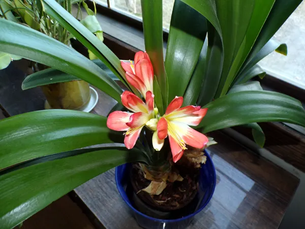 Clivia flowers crop Feb. 2024.jpg