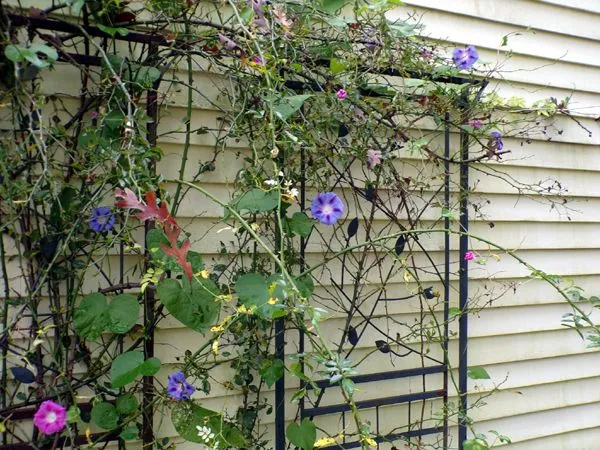 East Shed - morning glories2 crop Oct. 2023.jpg