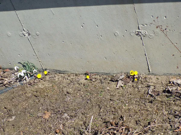 West garden - coltsfoot flowers crop March 2021.jpg