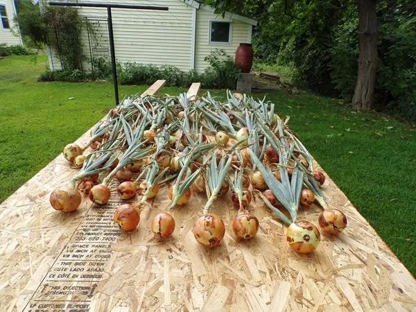 Onion harvest crop August 2022.jpg