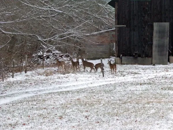 Deer at barn crop Dec. 2021.jpg