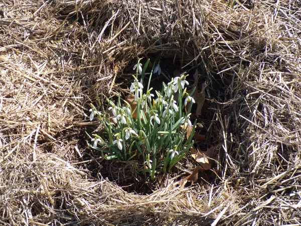 Big garden - snowdrops crop March 2021.jpg