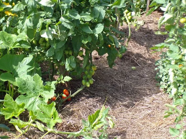 Big garden - tomatoes crop August 2021.jpg