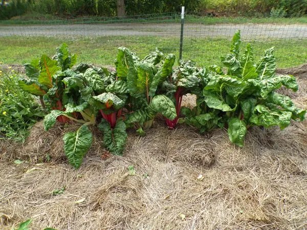 Big garden - Swiss chard crop August 2022.jpg