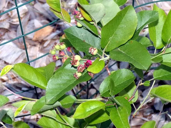 Little Trees II - june berries crop May 2024.jpg