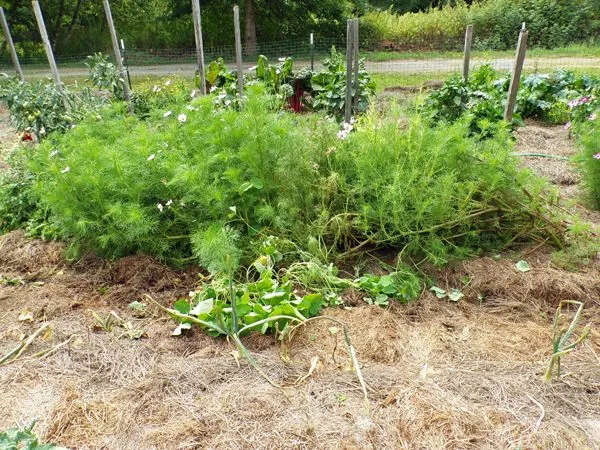 Big garden - fallen cosmos crop August 2022.jpg