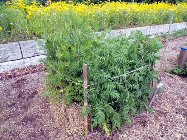 New Herb - Row 2, tansy crop June 2024.jpg