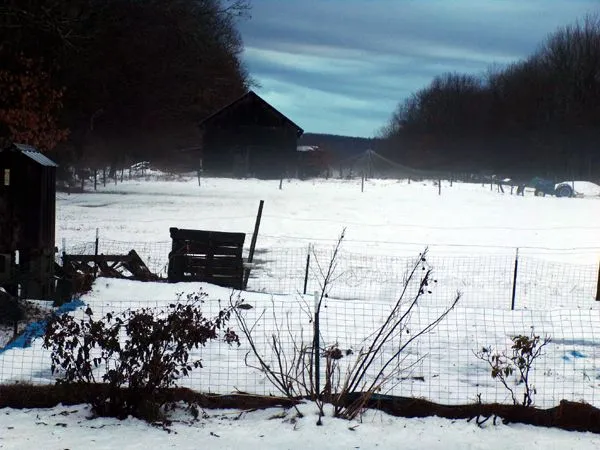 Middle pasture - fog rising crop Jan. 2024.jpg