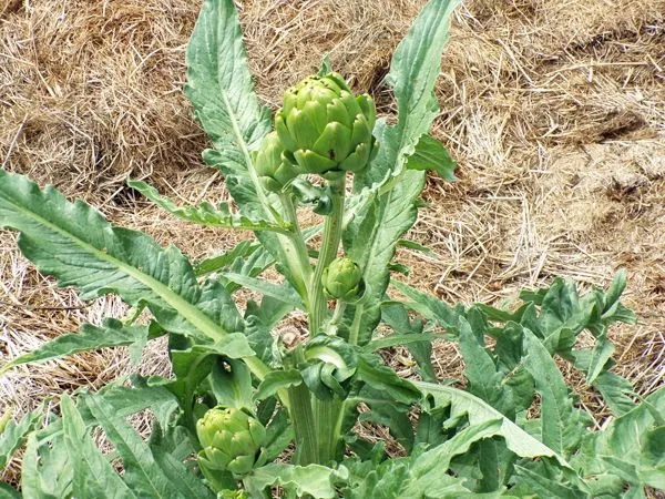 Big garden - artichokes crop August 2022.jpg