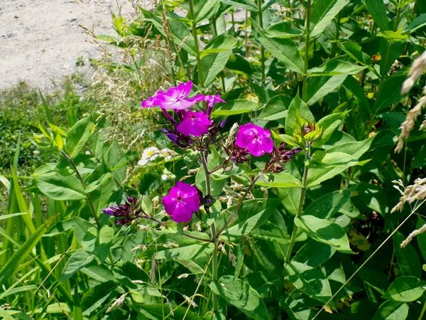 Fourth Fence - phlox flowers crop June 2024.jpg