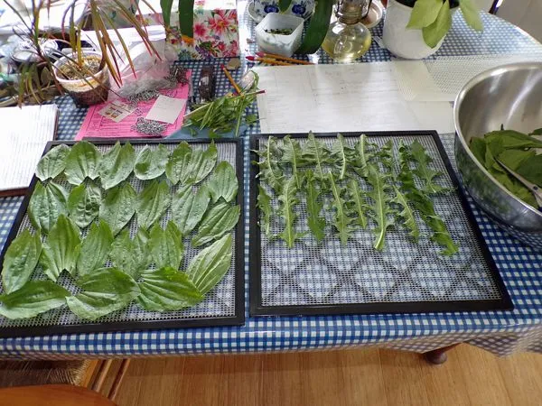 Dehydrator - plantain, dandelions crop May 2021.jpg