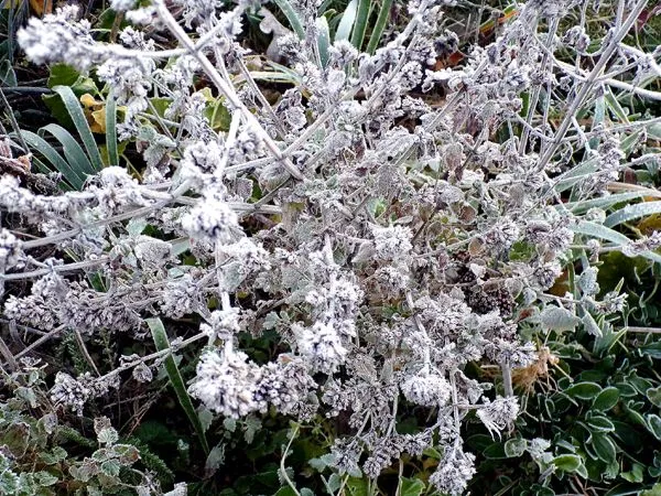 Third Fence - frosted catnip crop Nov. 2023.jpg