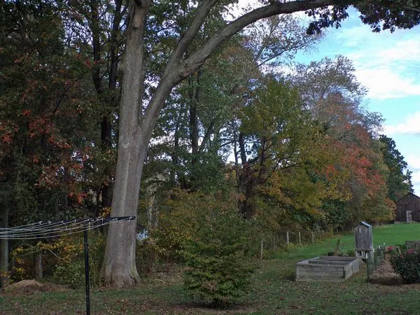 North side foliage crop Oct. 2021.jpg