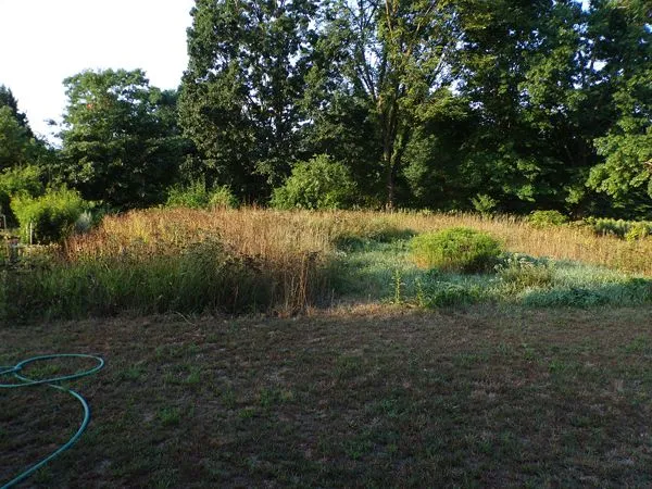 Wildflowers in drought crop August 2022.jpg