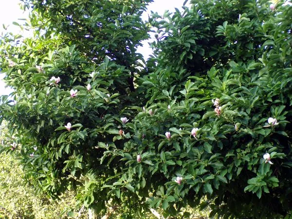 Magnolia - flowering 2nd time crop July 2024.jpg