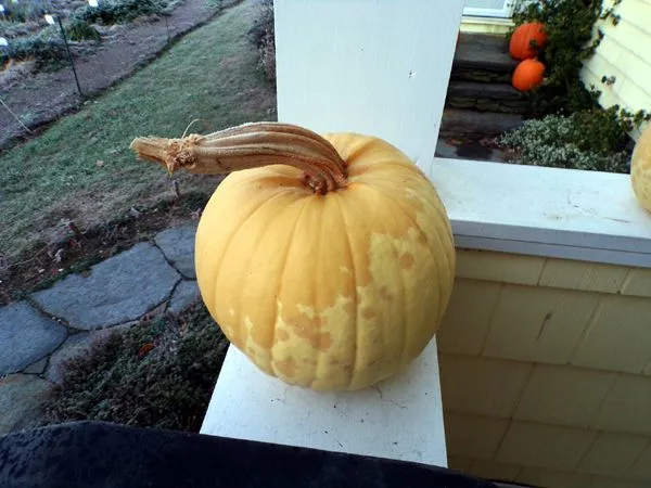 Frosted pumpkin crop Nov. 2023.jpg