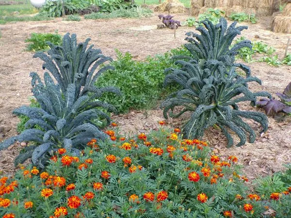 Big garden - marigolds, kale, parsley crop Oct. 2021.jpg