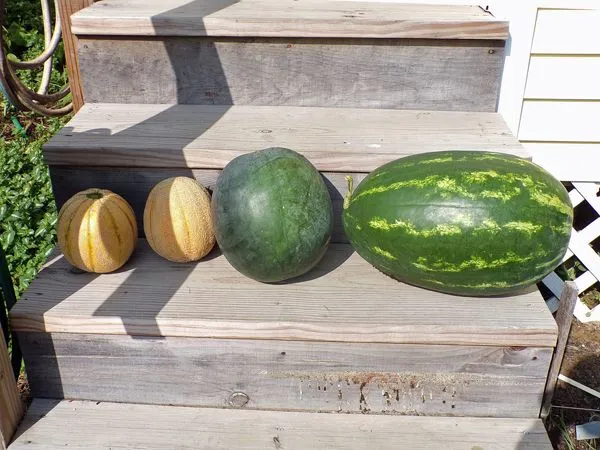 Melon harvest crop August 2022.jpg