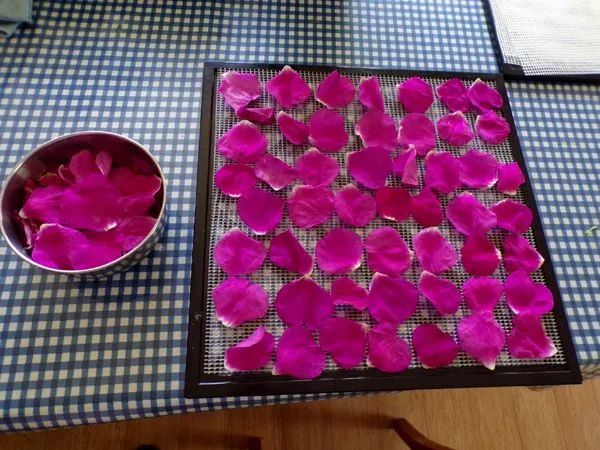 Rugosa roses for dehydrator crop May 2023.jpg