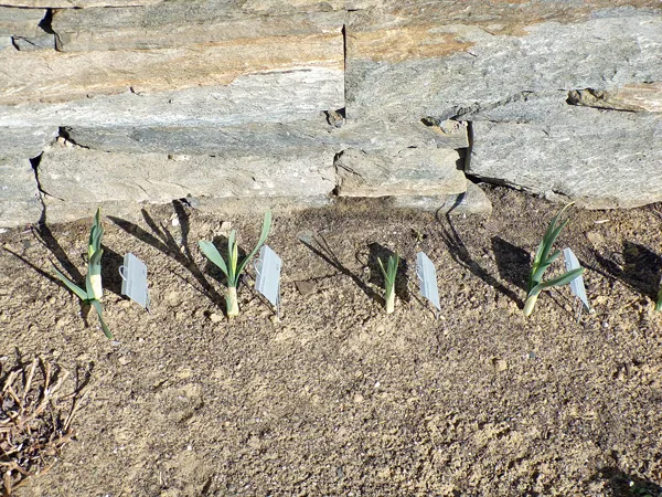 West of Steps - daff buds crop March 2021.jpg