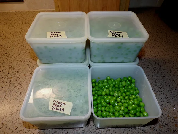 Green peas - 5.5 pints crop July 2024.jpg