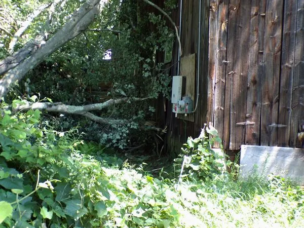 Tree on barn2 crop July 2021.jpg