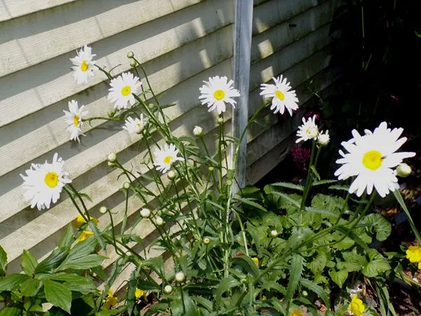 East Shed - daisies flowering crop June 2024.jpg